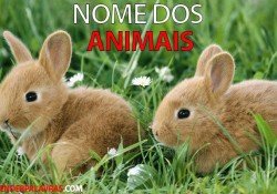 Animais em Espanhol