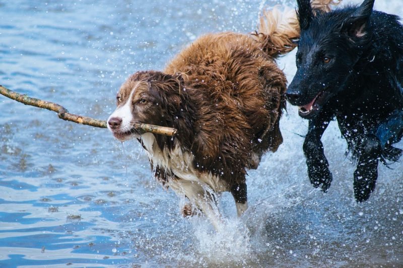 Lista de Nomes para Cachorros e Animais de estimação