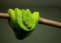 Qual o melhor Livro e Curso de Python?