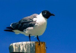 Lista das aves brasileiras com nome científico