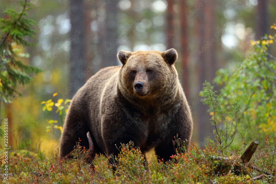 Big brown bear in a forest