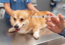 a história da primeira vacina veterinária do Brasil